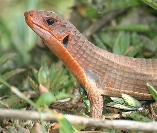 Schildechse, Gerrhossaurus major